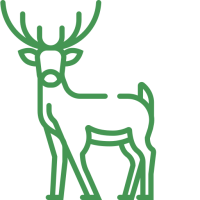cerf